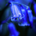 Bluebell Close-up 3