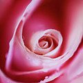Rose Pink