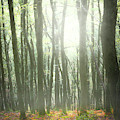 Autumn Trees in mist.